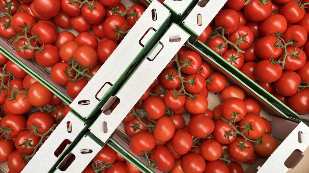 Tomaten in Kisten